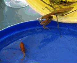 tumblr_mpsv6vwAF41qzfebyo1_250.gif