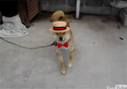 tumblr_mw4e94zytx1shlu6yo1_250.gif