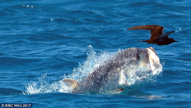 47AEB8FD00000578-5226613-image-a-134_1514827194242.jpg