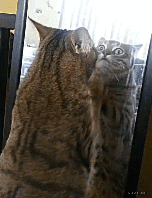 tumblr_n949vszNx01s2yegdo1_500.gif