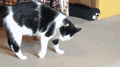b283eccc6038e555c9c5a273e6f8bd9f.gif