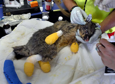 burned+possum.jpg