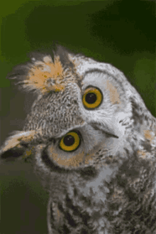 owl GIFs | Tenor