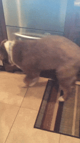 giphy-downsized-large.gif