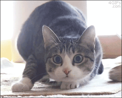 tumblr_npv9juprbr1tlb56zo1_400.gif