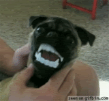 thFunnyGifs16.gif