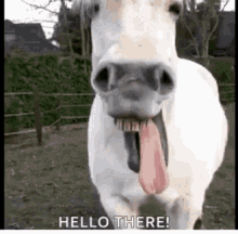 funny-face-horses.gif