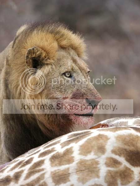 lion_knp-0131m.jpg