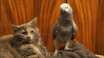 tumblr_notbdqmsQR1s02vreo2_400.gif