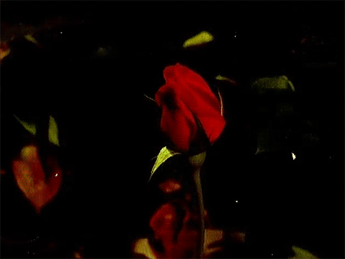 tumblr_poh9juW3W41scs64j_500.gif