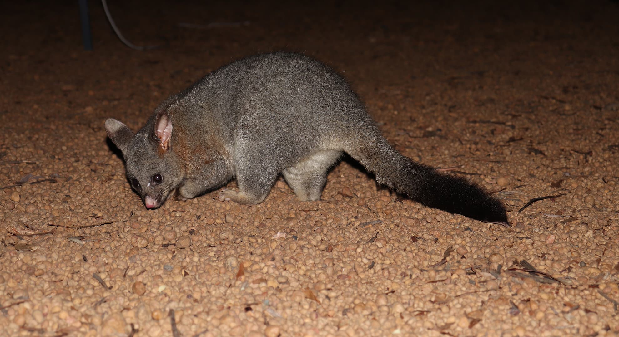 possum.jpg
