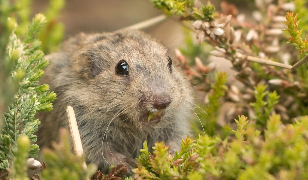 lemming-2.jpg