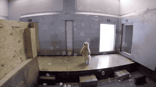 tumblr_ohy1esyiQ61vk4d7qo1_500.gif
