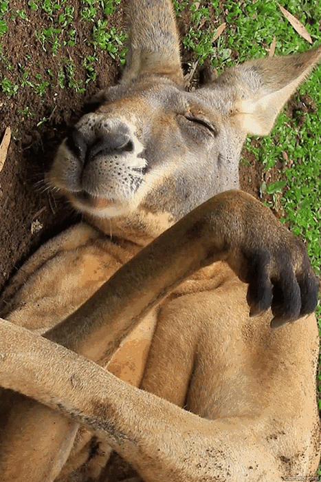 c29123f2925d4a68784c6ae520204a70.gif