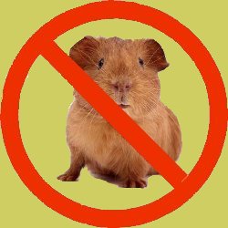 not-guinea-pig.jpg