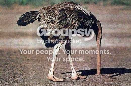 ostrich_head_in_ground_Full.jpg