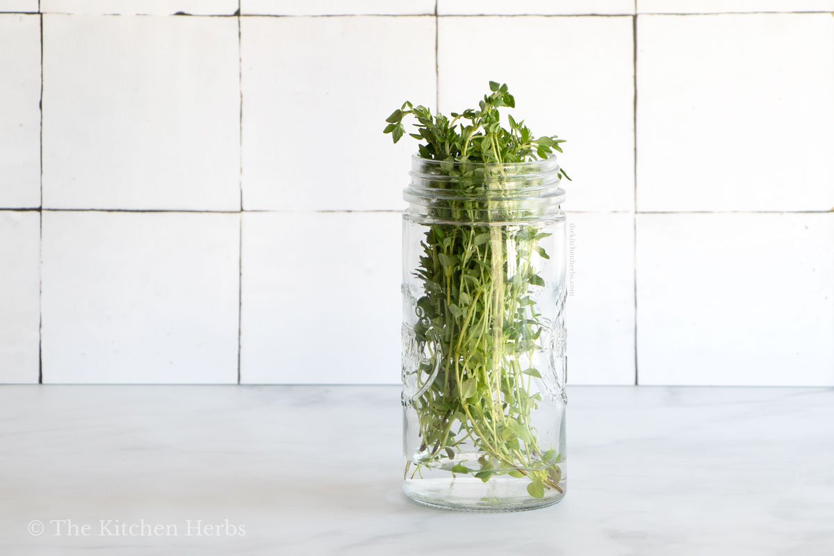 Fresh thyme sprigs in a jar with water.