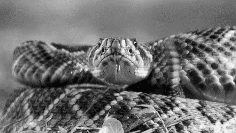 tumblr_nm3e2he0f71qdunk8o1_500.gifv