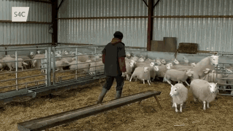 sheep-herding.gif