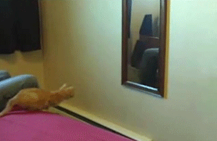 tumblr_lzezc9KRw71r5d0ofo1_400.gif