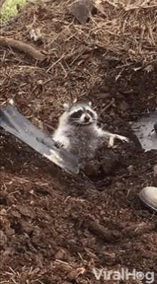 tenor.gif