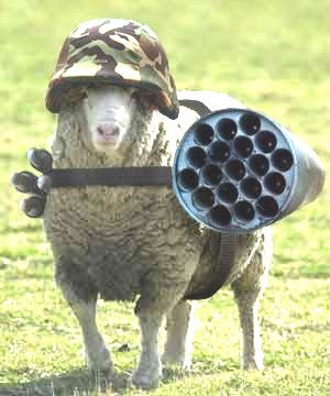 sheep.jpg