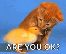 cat-duck.gif