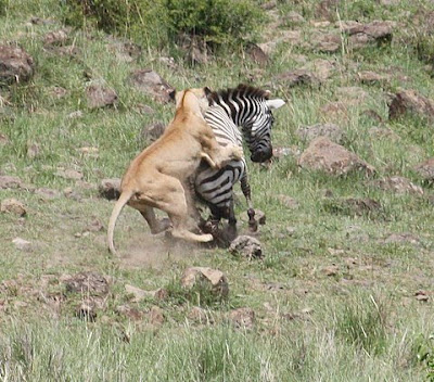lion2.JPG