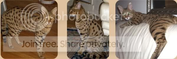 vicious_Savannah_F1.jpg