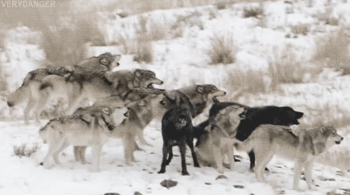 tumblr_m2jkwqXAOM1r3arsfo1_500.gif