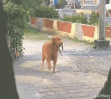 tenor.gif