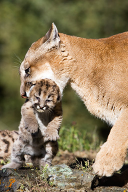 CougarWithOneCub.jpg