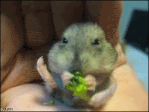 1234140234112.gif