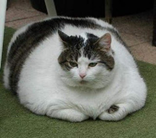 CatFat_1.jpg