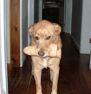 good_err_gay_dog_234.gif