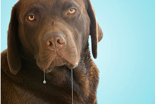 dog%2Bdrool.gif
