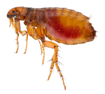 iStock_000013644766Large_sm.jpg