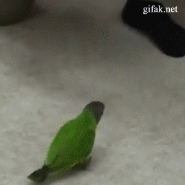 tumblr_o7r7u5Yk5o1s6zpepo1_400.gif