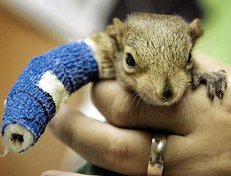 squirrel_cast.jpg