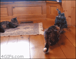 tumblr_n2e9iwhX9t1t4o62mo1_400.gif