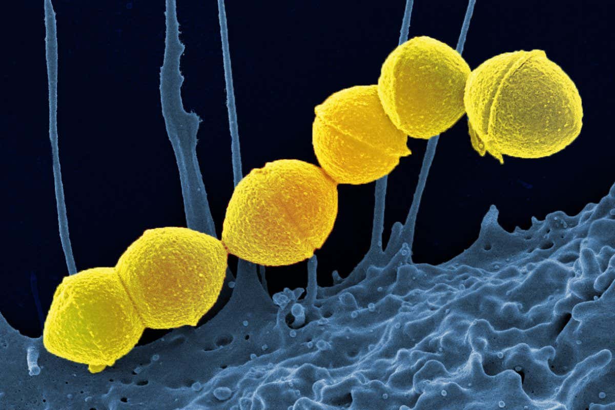 www.newscientist.com