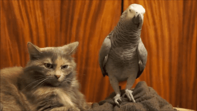 tumblr_notbdqmsQR1s02vreo1_400.gif