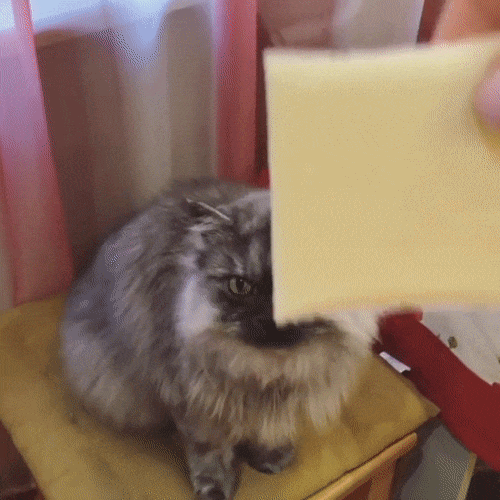 cheese_challenge_pets_07.gif