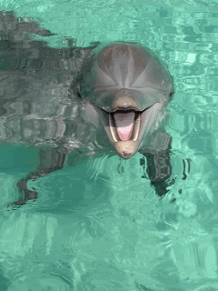a0262b047d5260f023d3f985df6175b9.gif