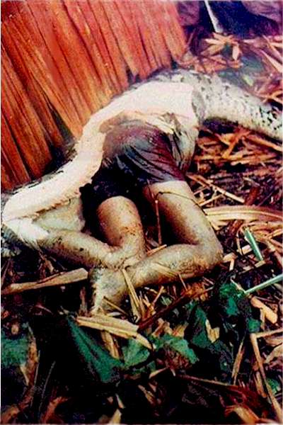 this_boa_is_no_moa3.jpg