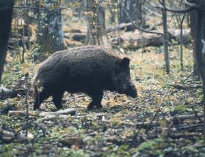 dn16427-1_300.jpg