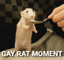 gay-rat-moment-stupid-rat-why-he-stand-so-weird.gif