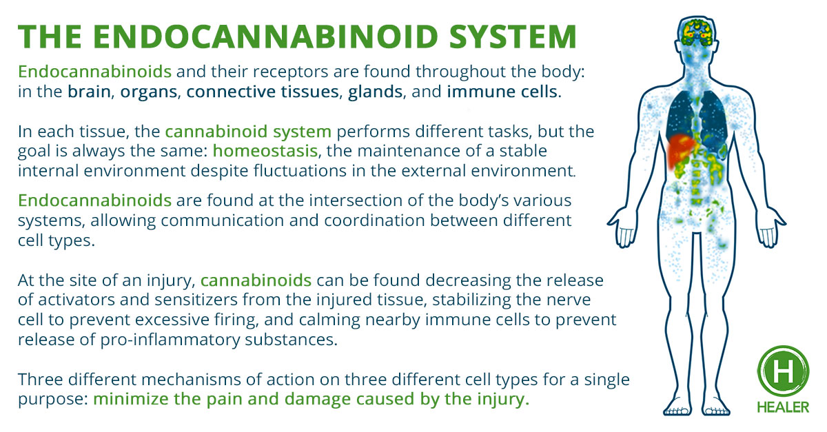 The-endocannabinoid-system-healer.com_.jpg