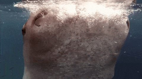 tumblr_ox8vqsEypv1vnq1cro1_500.gif