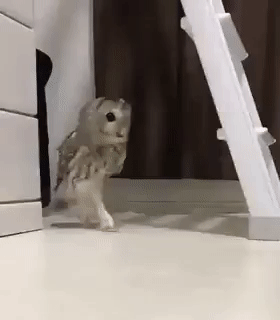 740ba4d0d18cf4b178949e4715d335fa.gif